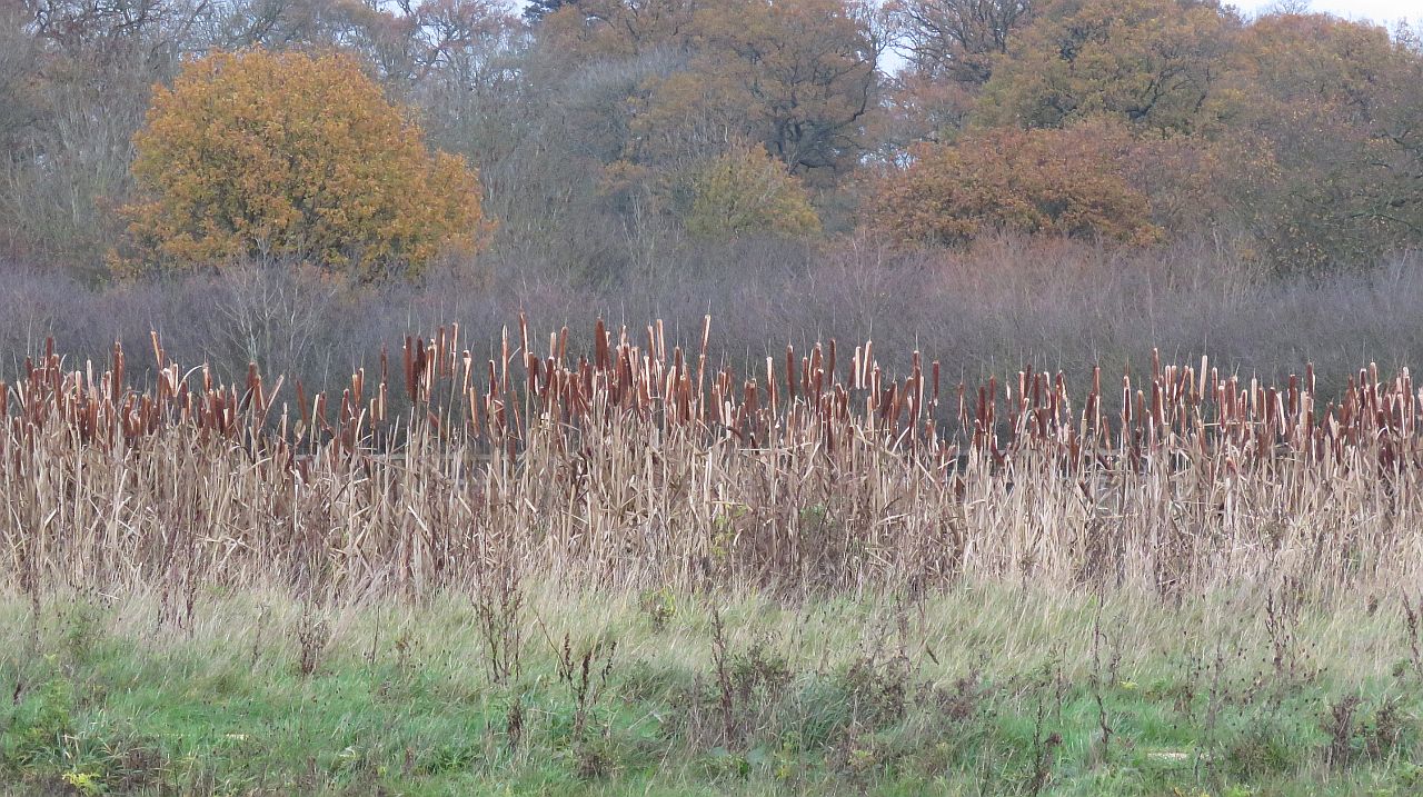  Great Reed Mace 